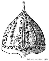 Gnëzdovo Type 2 helm