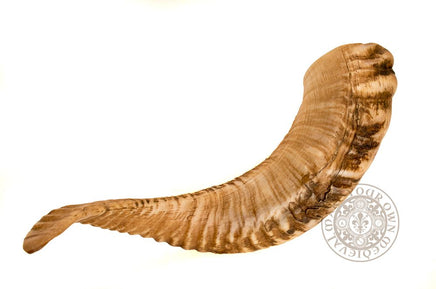 sheeps horn for Viking crafting